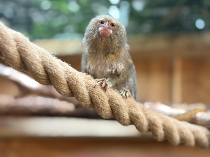 Miniature monkey makes a move to save species: Pygmy marmosets 3