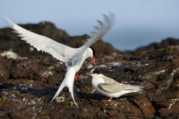 ArcticTern-D10911-2: Arctic tern feeding sandeel to chick - (C) SNH/Lorne Gill. One-off use.
