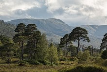 Scotland's rainforest at Loch Arkaig - image credit Woodland Trust Scotland  Media Library
