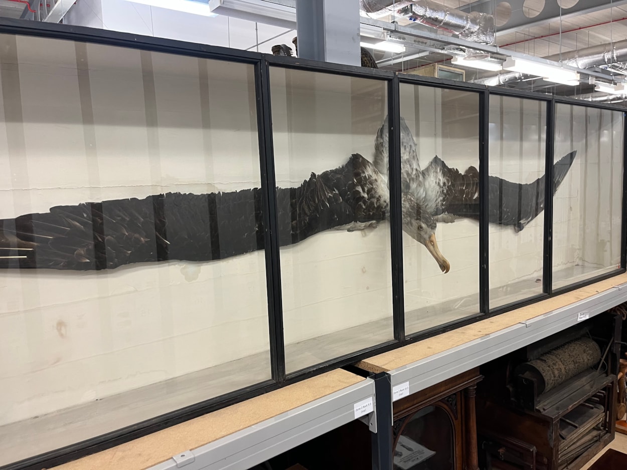 Big birds: Among the remarkable examples getting some delicate care and attention was an impressive, wandering albatross, displayed behind Victorian glass to fully showcase its immense wingspan.
More than a century old, up-to-date measurements taken this week show the gargantuan seabird to be more than three metres across despite only being a juvenile.