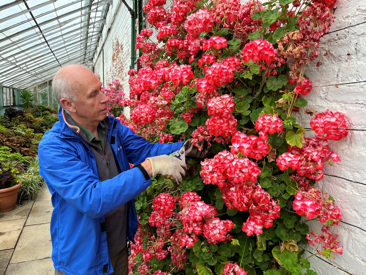 Temple Newsam hothouse: Volunteer gardener Steve Ball tends to the stunning Zonal Pelargoniums which have burst into life in the hothouse at Temple Newsam's Walled Garden.