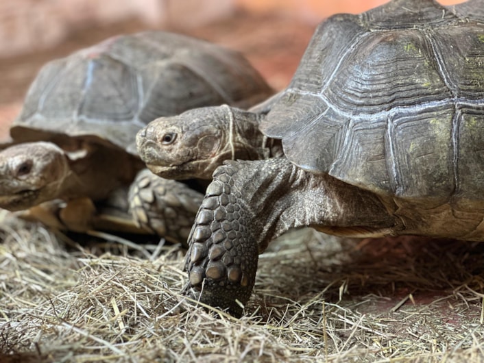 Five giant tortoises find shell-ter in Leeds: Sulcata tortoises