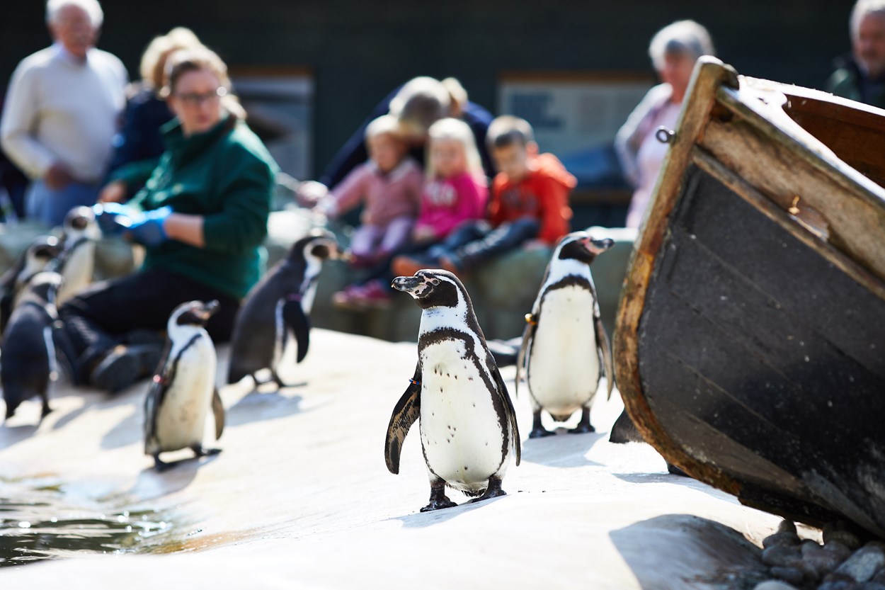 Penguin adoption: The penguins at Lotherton Wildlife World, where an adopt a penguin scheme has just been launched.