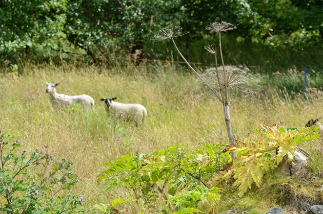 Giant Hogweed © Lorne Gill/SNH