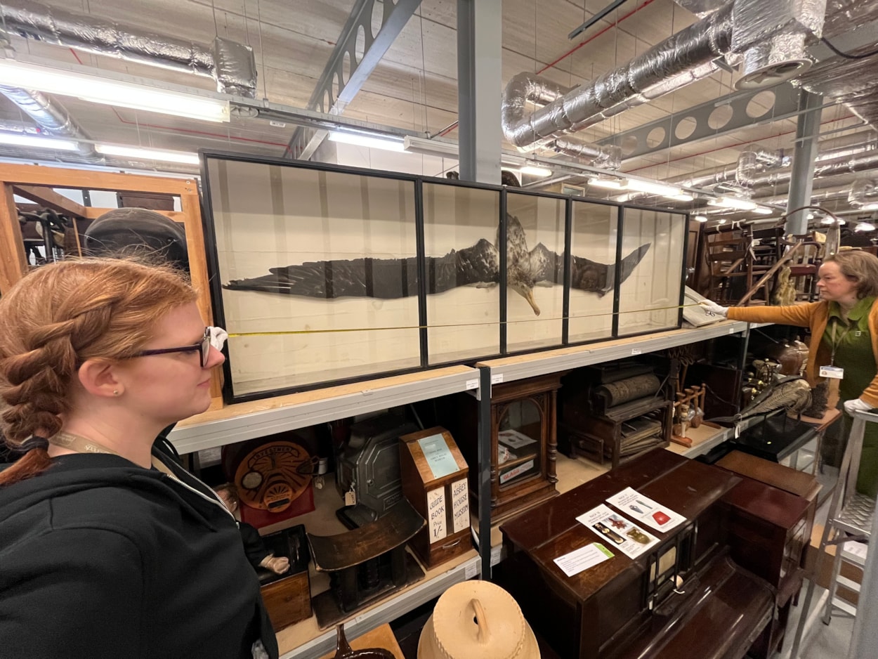 Big birds: Curators of natural sciences Sarah Burhouse (left) and Clare Brown measure the huge wandering albatross preserved at Leeds Discovery Centre.
More than a century old, up-to-date measurements taken this week show the gargantuan seabird to be more than three metres across despite only being a juvenile.