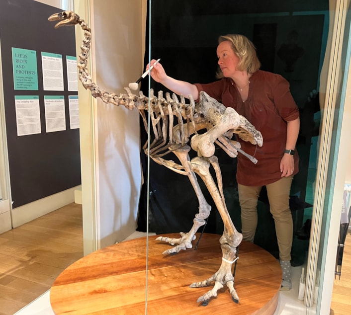 Moa cleaning: Clare Brown, Leeds Museums and Galleries' curator of natural sciences cleans the incredibly rare and complete bones of the heavy-footed moa, a huge flightless bird which once roamed parts of New Zealand. The bones are on display at Leeds City Museum.