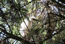 Little egret chicks at Forvie ©Catriona Reid NatureScot: Little egret chicks at Forvie ©Catriona Reid NatureScot