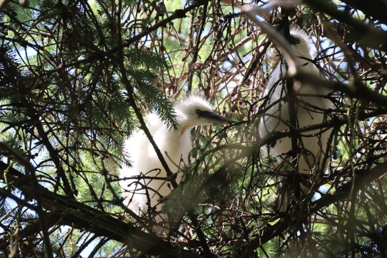 First confirmed breeding of little egrets in north-east Scotland