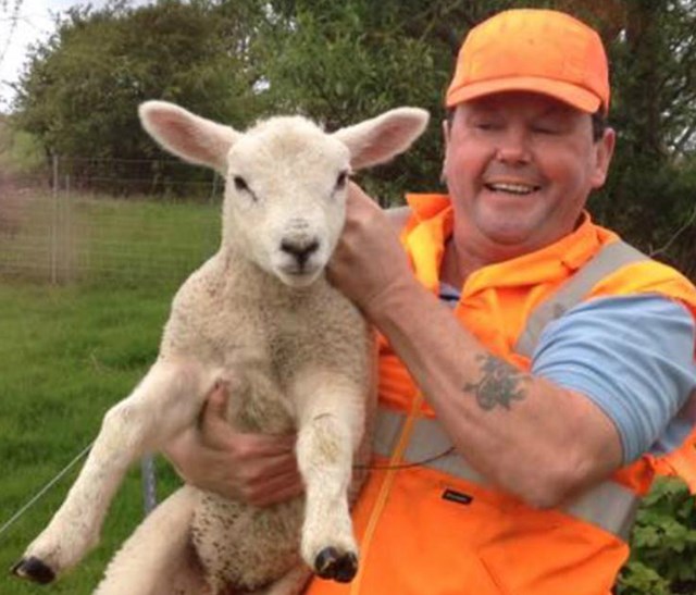 Jumping sheep baa-red from the railway thanks to £50,000 dry-stone wall repairs: Robert Ratsey with Swaledale sheep during dry-stone wall work