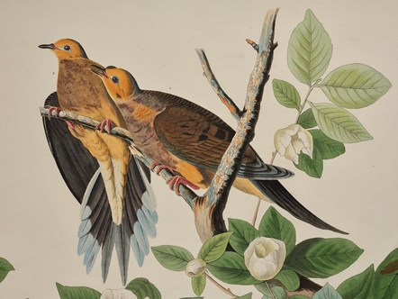 Detail of a print depicting Carolina Pigeons or Turtle Doves from Birds of America, by John James Audubon. Image © National Museums Scotland