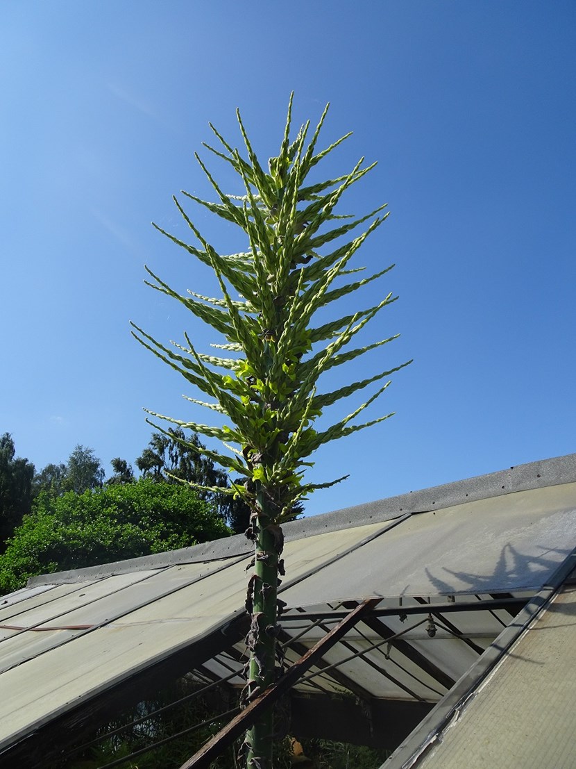 Two-metre tall South American plant with a grisly reputation takes centre stage at popular Leeds park: plantatgap.jpg