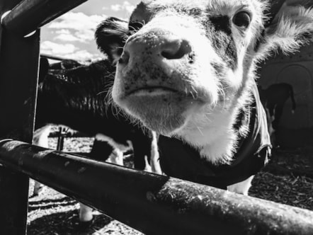 Cattle - Buwch