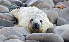 Grey seal pup ©Lorne Gill/NatureScot