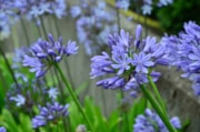 Agapanthus Blue -  credit Taylors Bulbs: Agapanthus Blue -  credit Taylors Bulbs