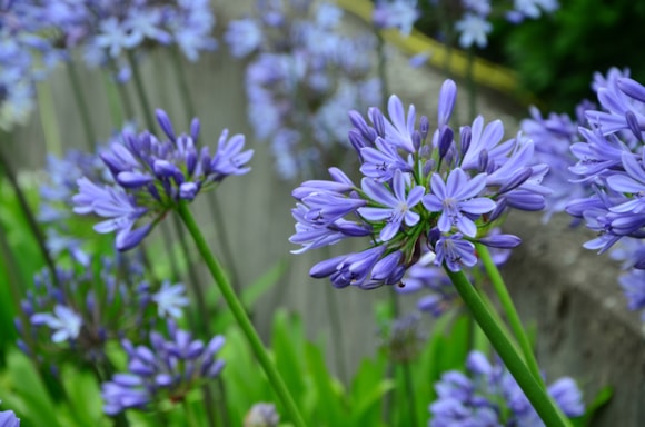Agapanthus Blue -  credit Taylors Bulbs