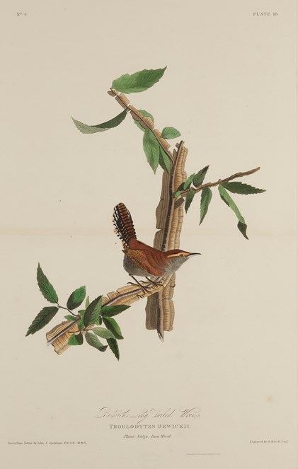 Print depicting Bewicks Long Tailed Wrens from Birds of America, by John James Audubon. Image © National Museums Scotland