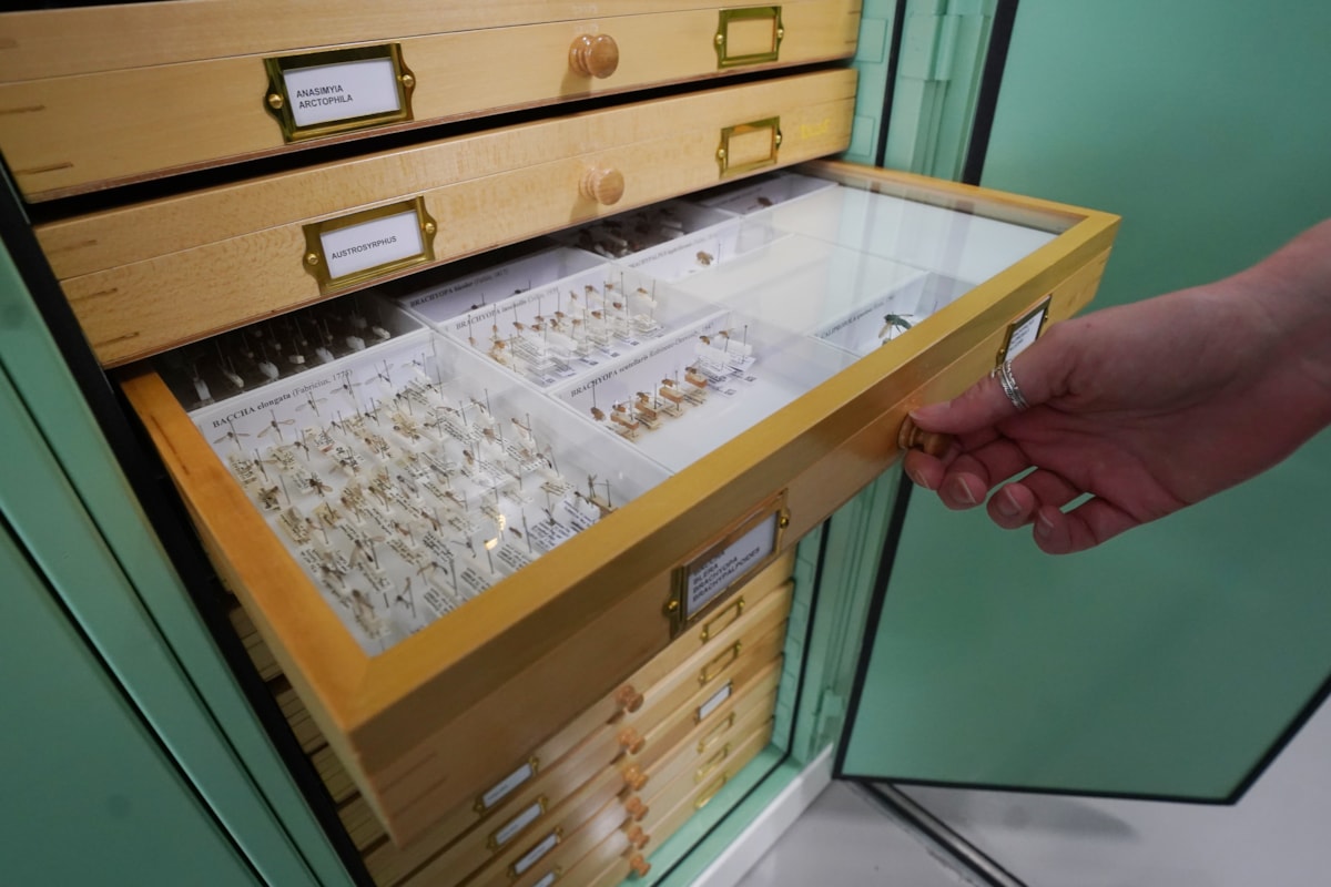 DiSSCo first specimen hoverfly digitisation at the National Museums Collection Centre credit Stewart Attwood