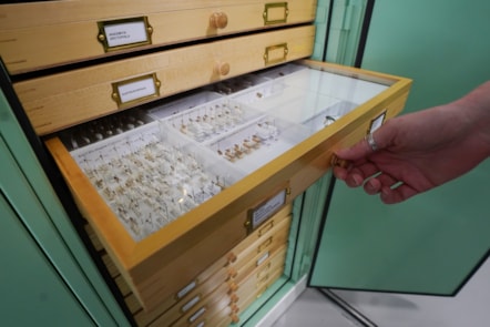 DiSSCo first specimen hoverfly digitisation at the National Museums Collection Centre credit Stewart Attwood
