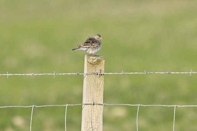 Skylark. ©Lorne Gill/NatureScot