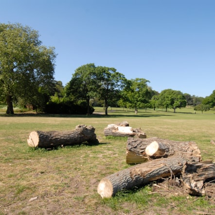 hackney-8041533.jpg