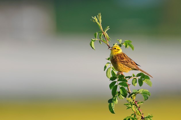 Yellowhammer bird perching on a hawthorn hedge: Yellowhammer bird perching on a hawthorn hedge