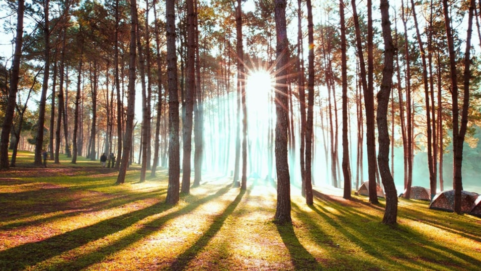 sun-through-trees