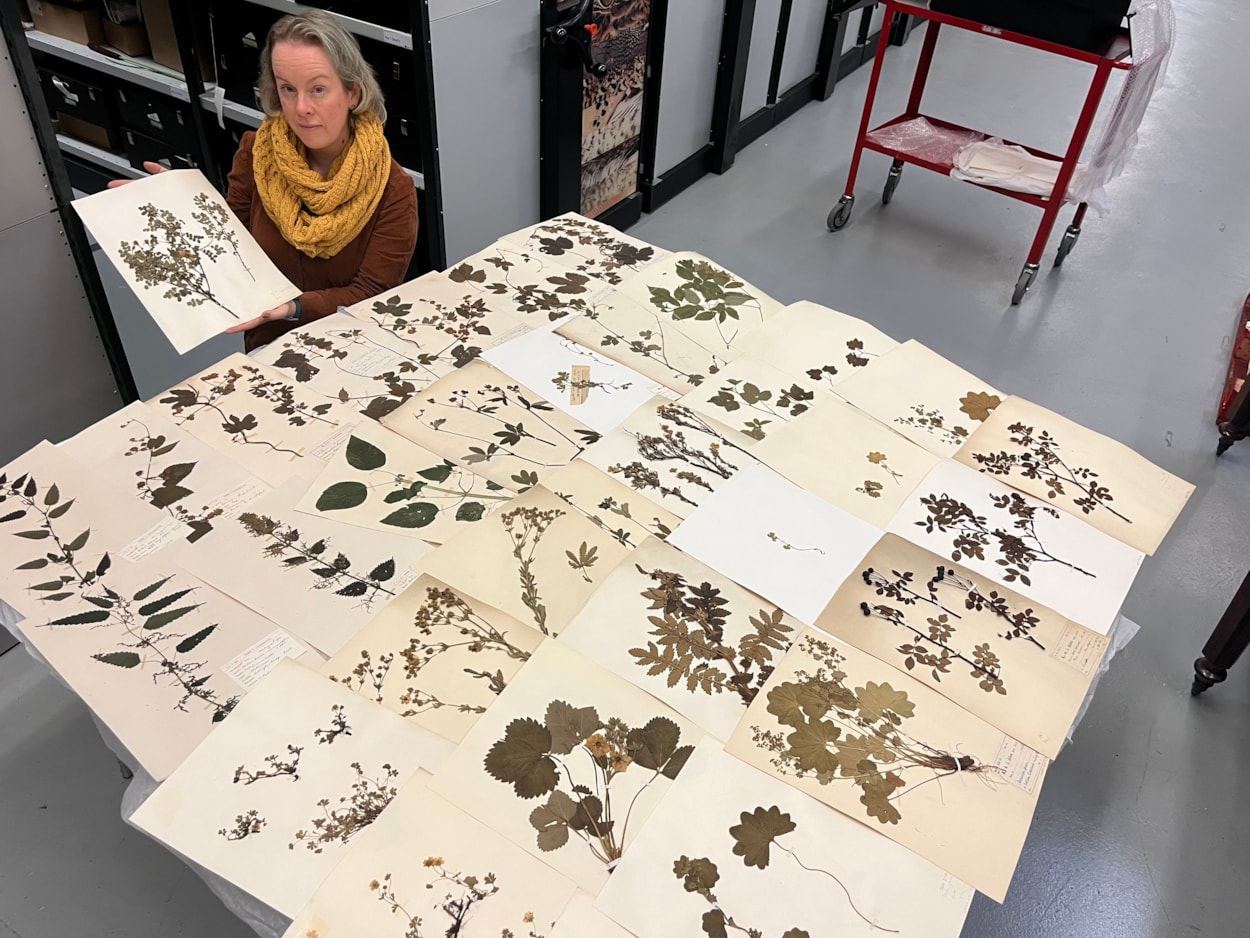 Dead Plant Society: Curator Clare Brown with just a few of the city’s vast collection of precious herbarium sheets was collected by botanists and horticulturalists over the past 200 years, with many of the fragile plants gathered in parks and grassland in east Leeds.
Stored at the Leeds Discovery Centre, the plants are now set to be studied by people living and working in the same area where they once grew, connecting their communities and ecosystems through time.