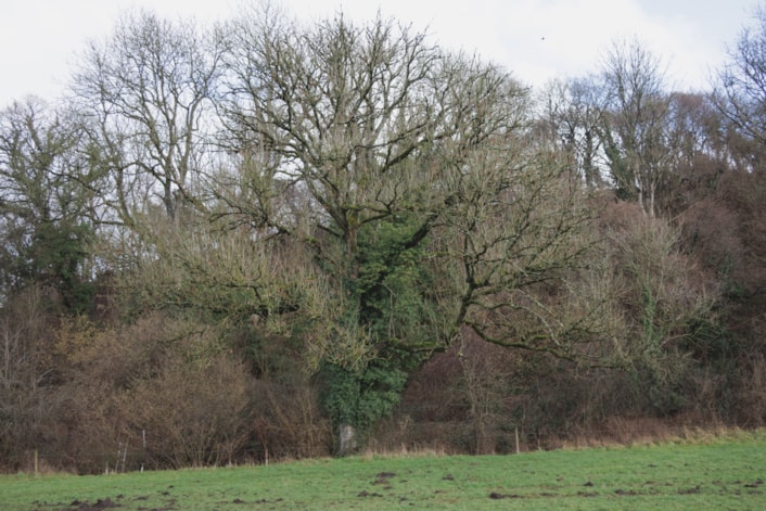Reminder for landowners to check their ash trees: Ash dieback