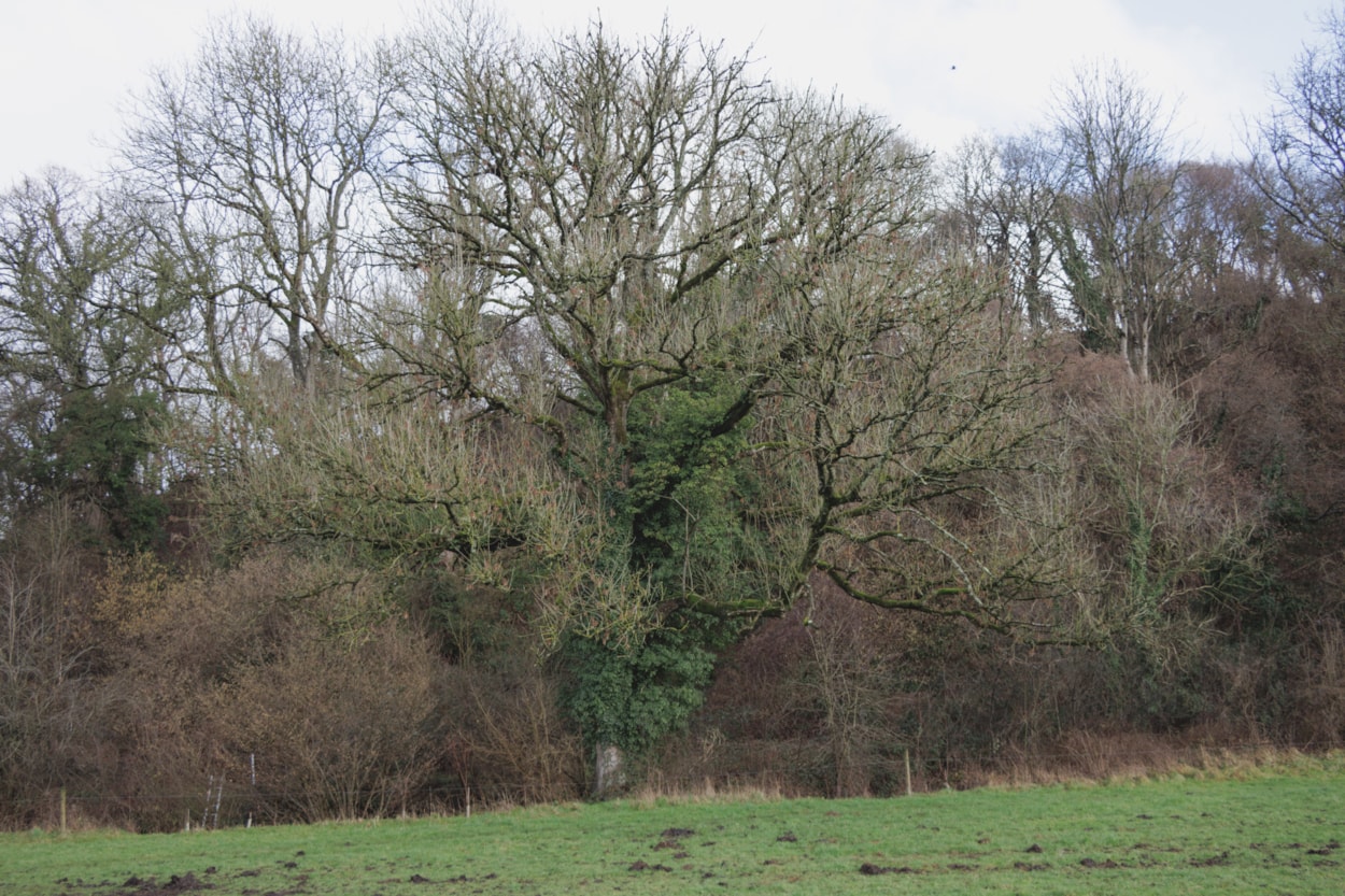 Ash dieback: Picture: Adobe stock