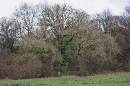 Reminder for landowners to check their ash trees