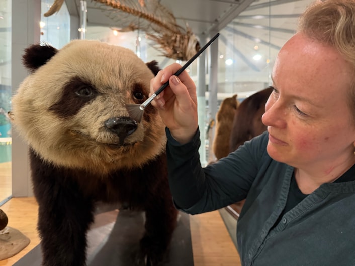 Leeds tiger taxidermy: Curators Clare Brown (pictured) and Sarah Burhouse were on site at Leeds City Museum carrying out meticulous checks for dust and the types of tiny pests which can be harmful to vintage taxidermy, before undertaking a delicate clean of some unique and historically significant exhibits.
Among the animals being checked over was giant panda Grandma. Named after being captured near Weizhou village in central China, she became the first live giant panda ever to arrive in the UK in 1938. She died just two weeks later after contracting double pneumonia.