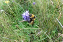 Great Yellow Bumblebee (c) Wendy Witten: Great Yellow Bumblebee (c) Wendy Witten