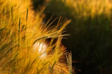 Barley-D1347 ©Lorne Gill-NatureScot