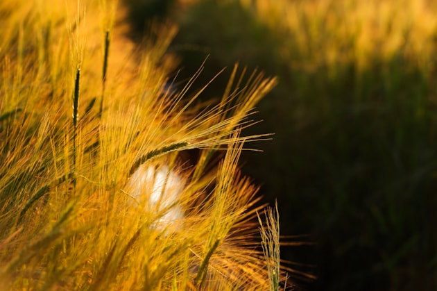 Barley-D1347 ©Lorne Gill-NatureScot
