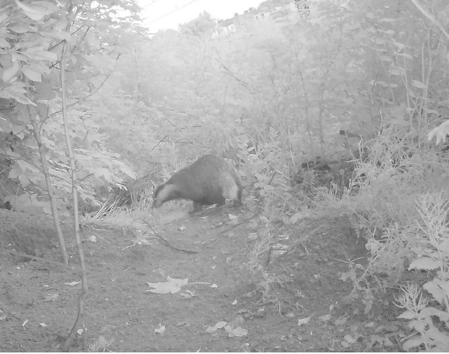 Essex badgers keep their homes after railway is designed around them: RCM badger prittlewell3