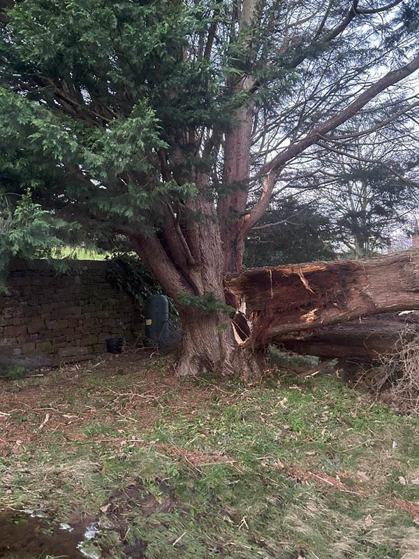 Lazonby CA10 1AJ Tree damage nr substation 2 small