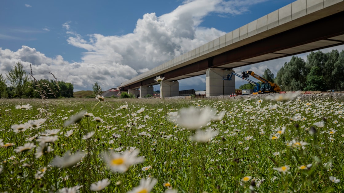 View of the viaduct from the wildflower meadow beneath the structure during the final stages of construction Spring 2026