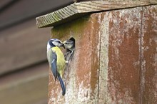 A blue tit feeding a chick at a nest box in an urban garden. Copyright Lorne Gill-NatureScot