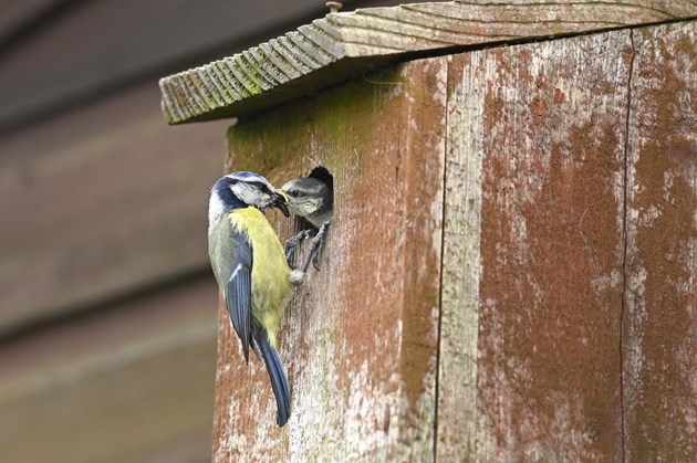 Birds increase in urban areas: A blue tit feeding a chick at a nest box in an urban garden. Copyright Lorne Gill-NatureScot