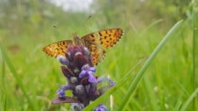 Pearl-bordered Fritillary habitat Anthony Mccluskey (2): Pearl-bordered Fritillary habitat Anthony Mccluskey (2)