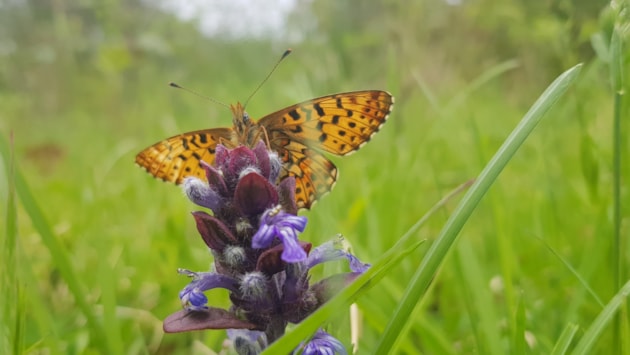 Nature recovery projects share £800K: Pearl-bordered Fritillary habitat Anthony Mccluskey (2)