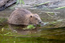 Beaver eating bracken ©Beaver Trust: Beaver eating bracken ©Beaver Trust