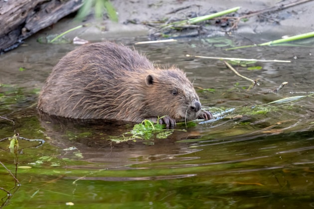 Public asked for help as new beaver survey gets underway: Beaver eating bracken ©Beaver Trust