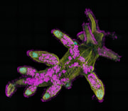 juvenile sea slug microscopy: juvenile sea slug microscopy