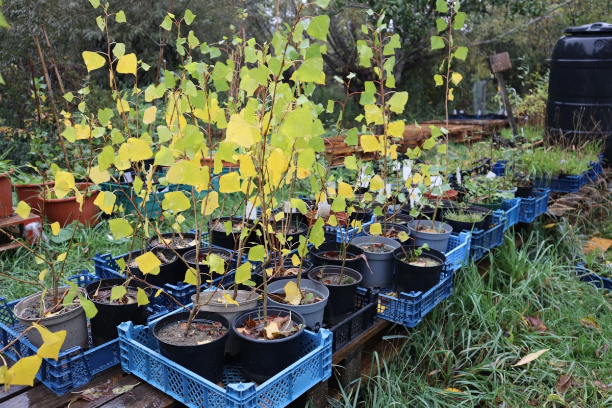 blackpoplarsaplings