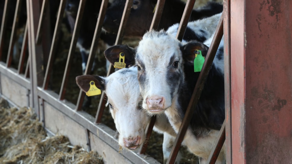 Cows in barn