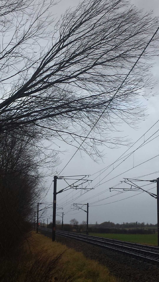 Tree affecting overhead lines at Hutton Bonville