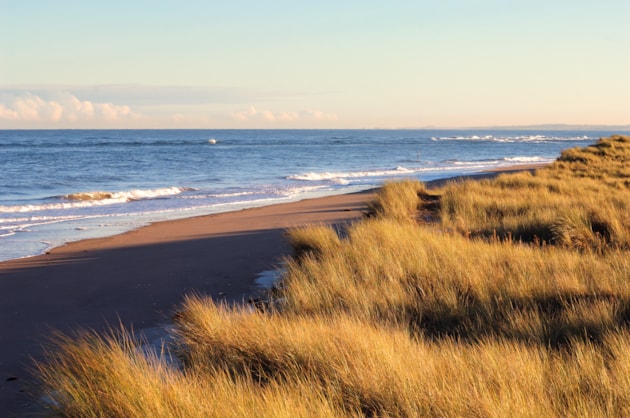 Tentsmuir ©Lorne Gill/NatureScot: Marram grass growing on the sand dunes at Tentsmuir NNR, Fife. ©Lorne Gill/NatureScot