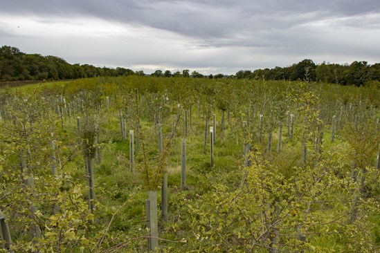 Established tree line from a mitigation site in Warwickshire: Credit: HS2 Ltd