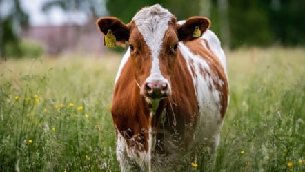 cow